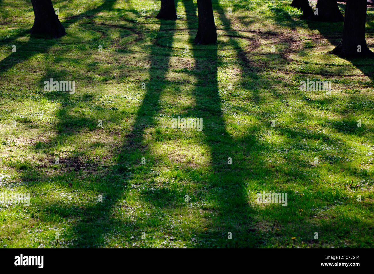 Des cercles dans l'herbe autour de la base du tronc des arbres comme des cercles dans une flaque. Banque D'Images