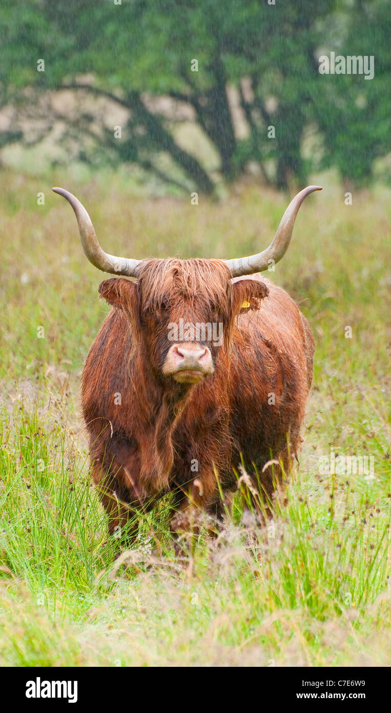 Highland vache dans la pluie Banque D'Images