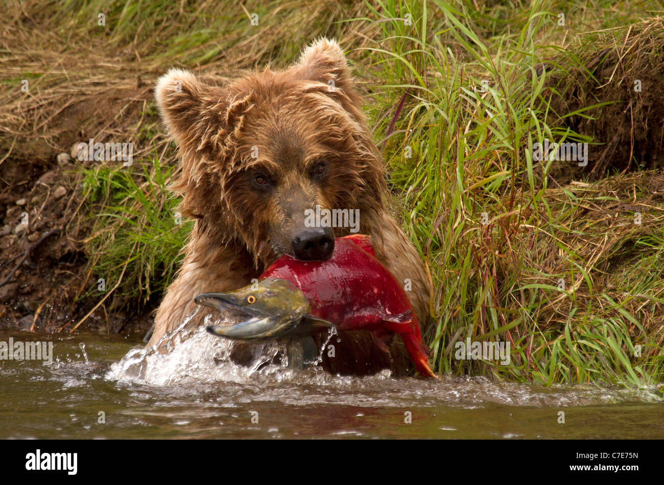 Ours brun, Ursus arctos cub arrache un poisson Banque D'Images