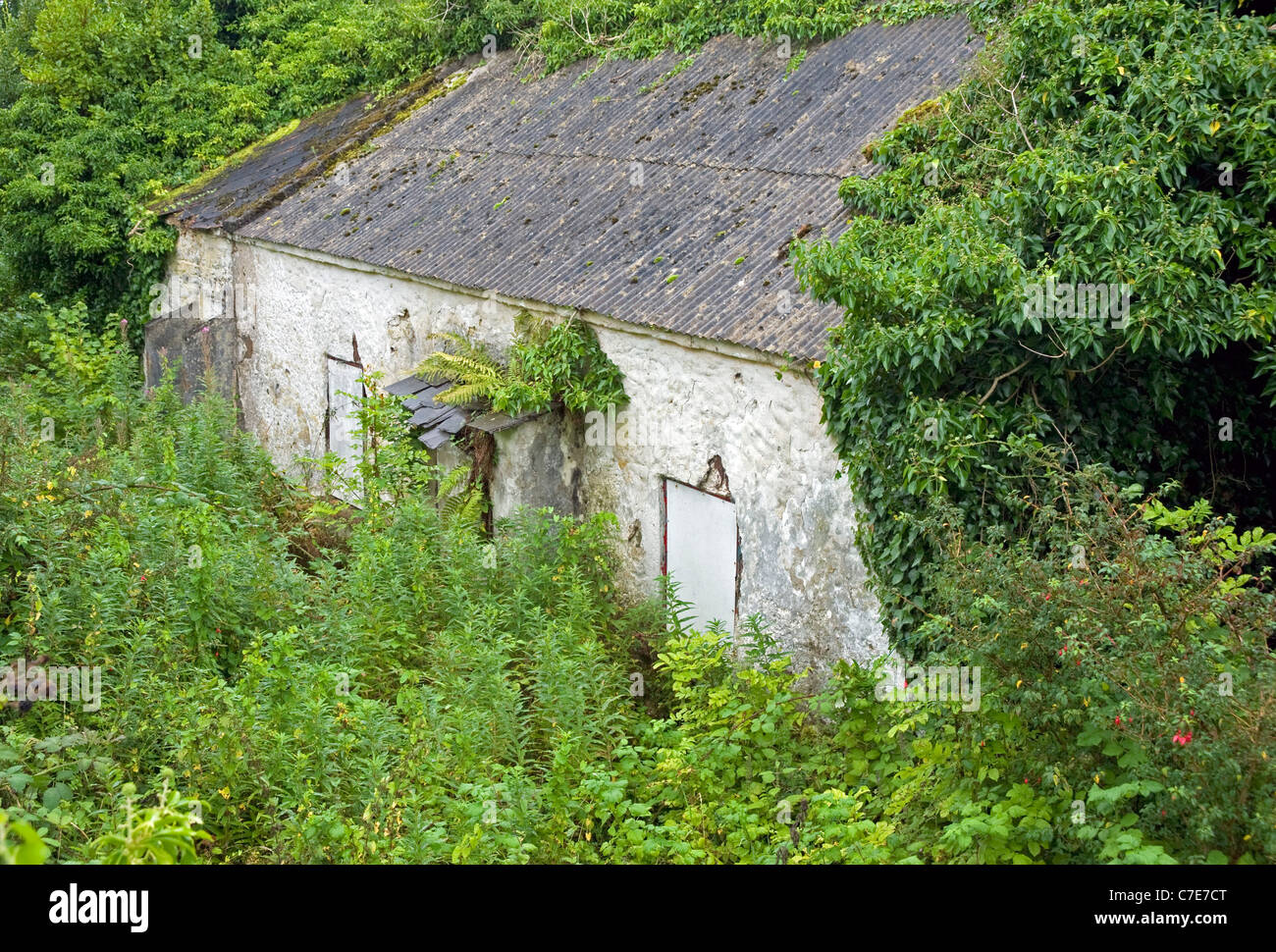 Bâtiment envahi en Cushendun, comté d'Antrim. Banque D'Images