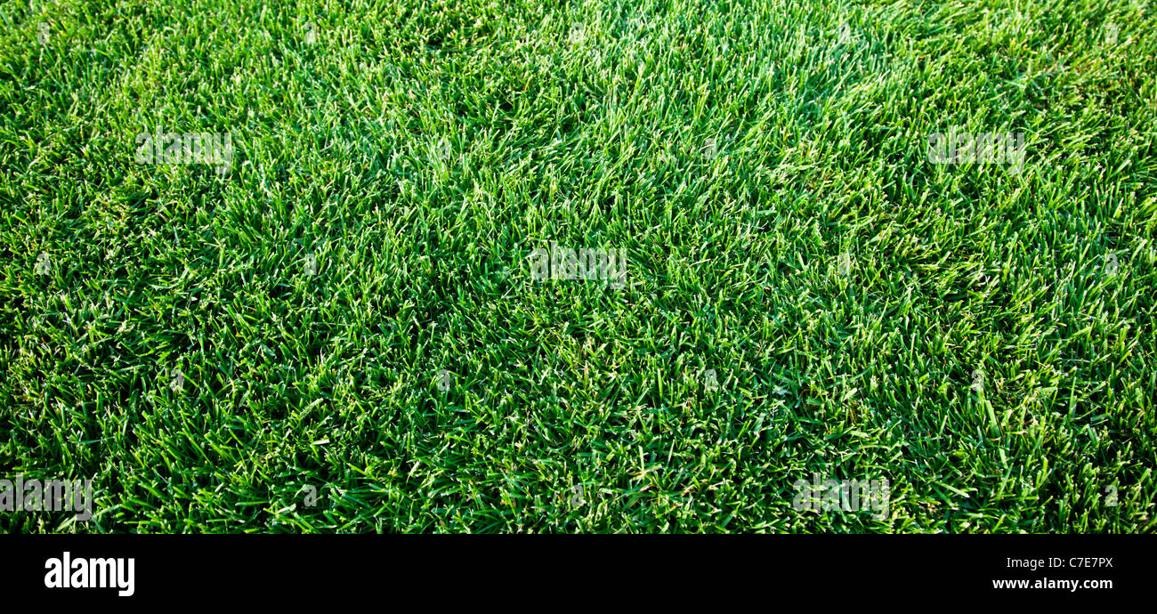 Close up shot of fresh spring Green grass. Banque D'Images