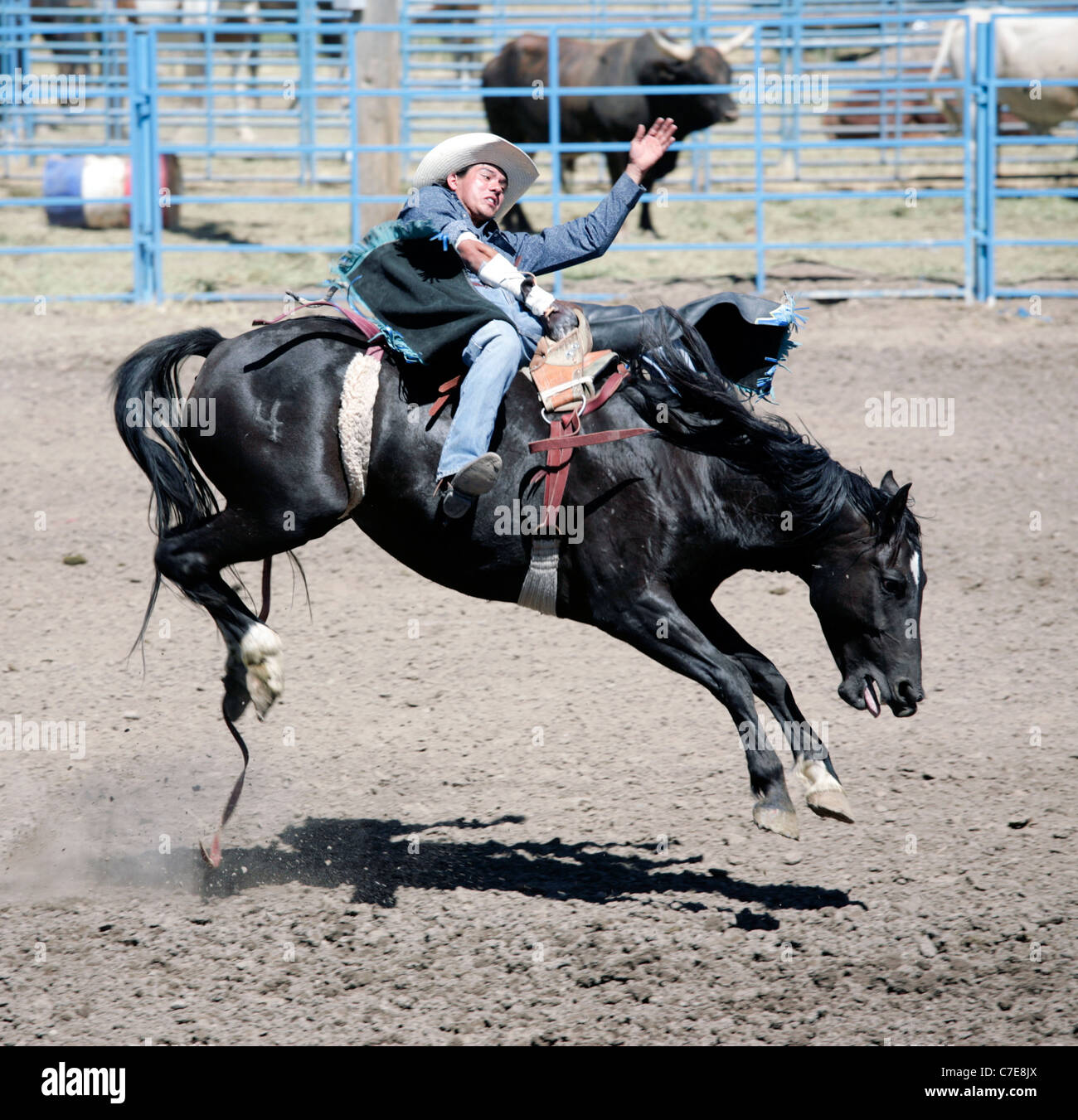 Bronco Rider pendant le rodéo a tenu sur la réserve de Fort Hall dans le Wyoming au cours de l'Assemblée Shoshone-Bannock Festival. Banque D'Images