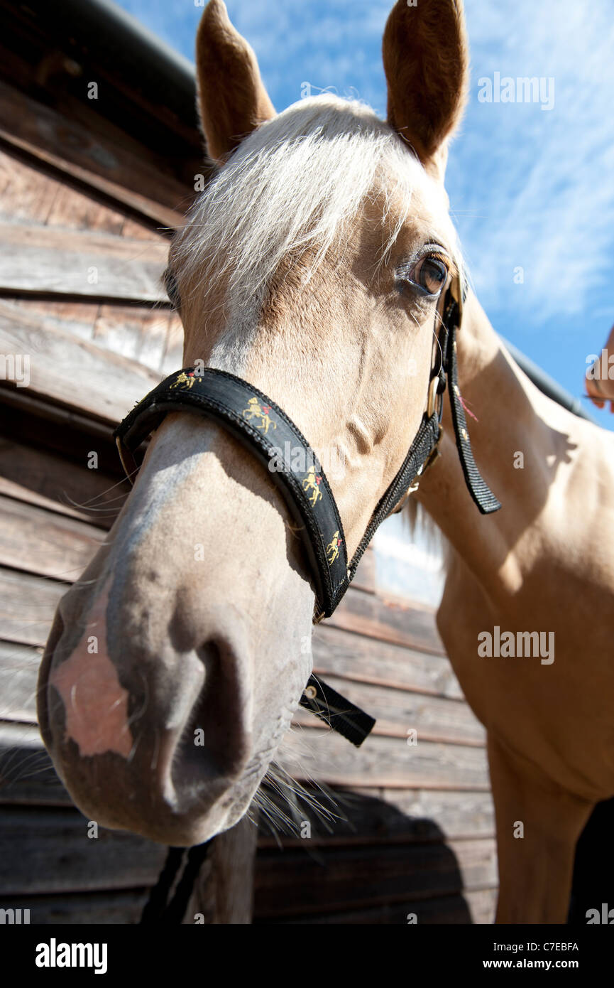 Pale horse looking at camera Banque D'Images