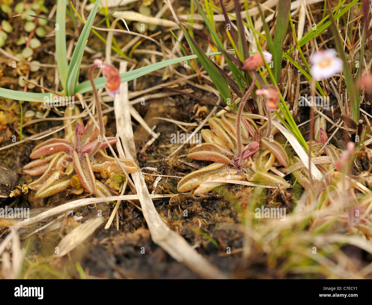 Grassette pinguicula lusitanica, pâle Banque D'Images