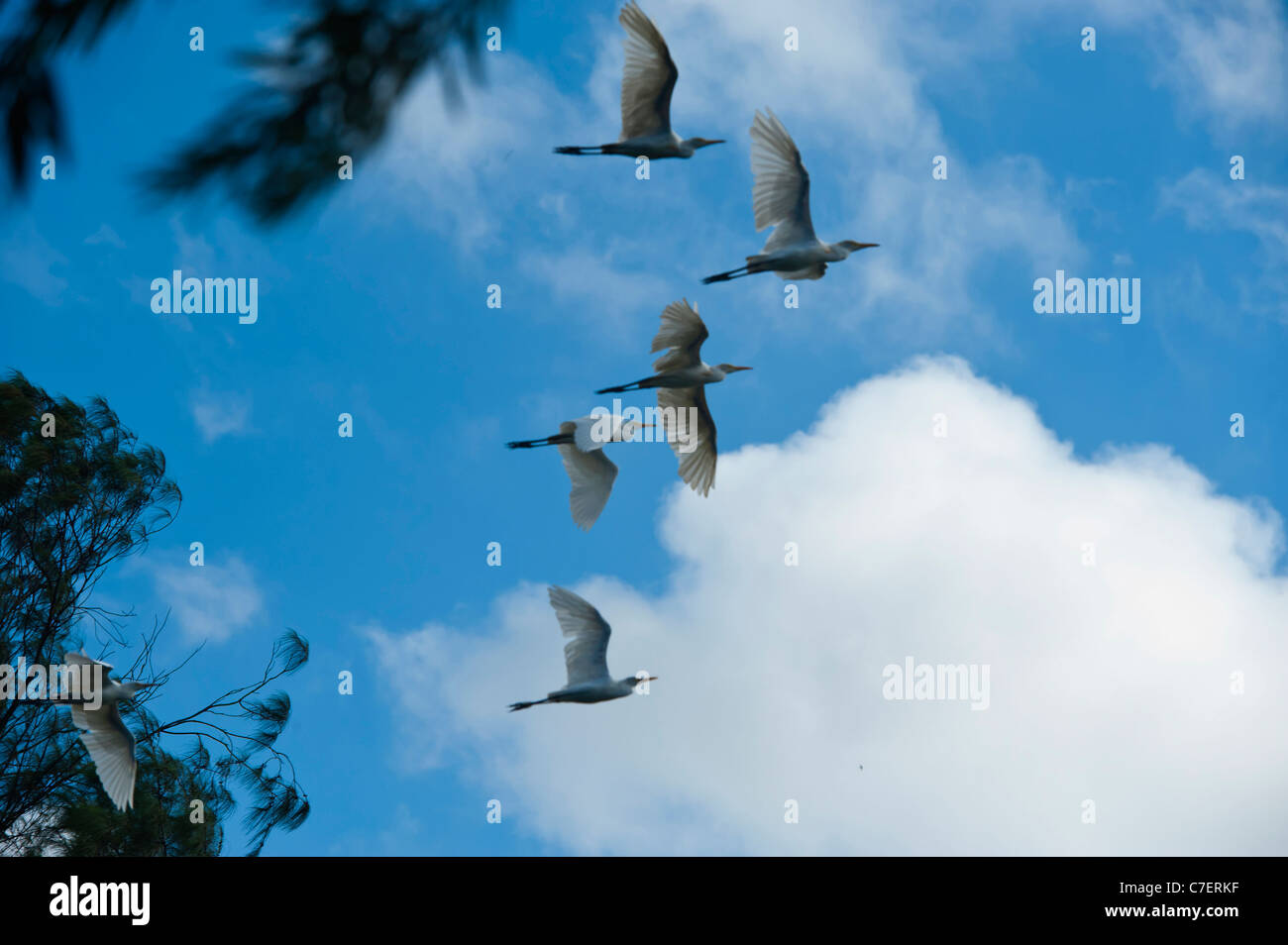 En équilibre,commune d'aigrettes flottant dans Ciel bleu contre des nuages blancs. Banque D'Images