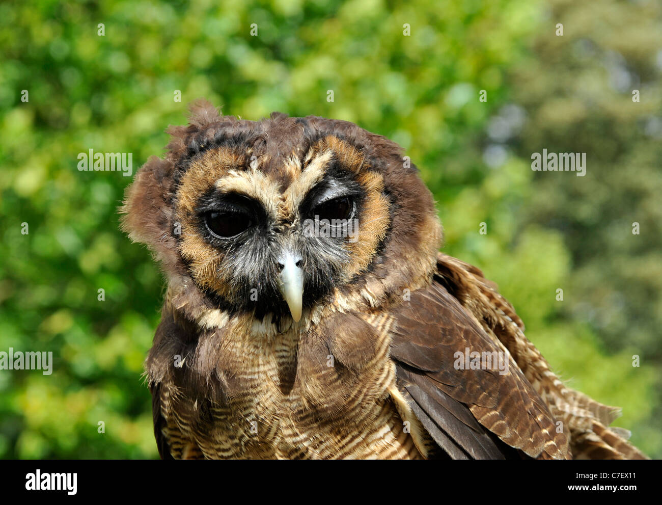 Asian brown wood owl Banque D'Images