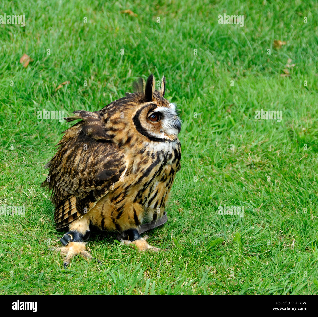 Owl dépouillé péruvienne Banque D'Images