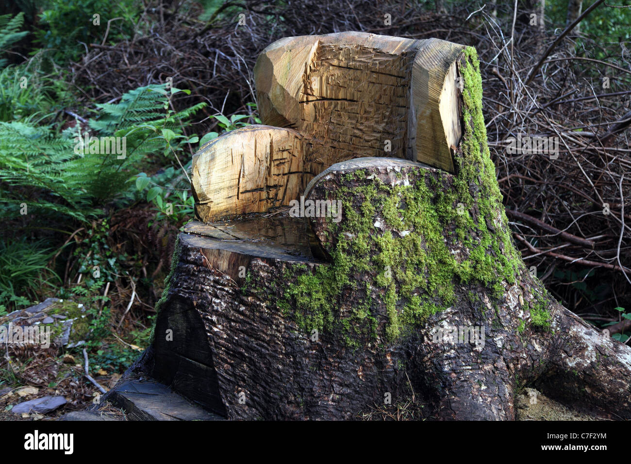Kells Bay Gardens président créé à partir d'une baisse de 100 ans de Pin Douglas Banque D'Images