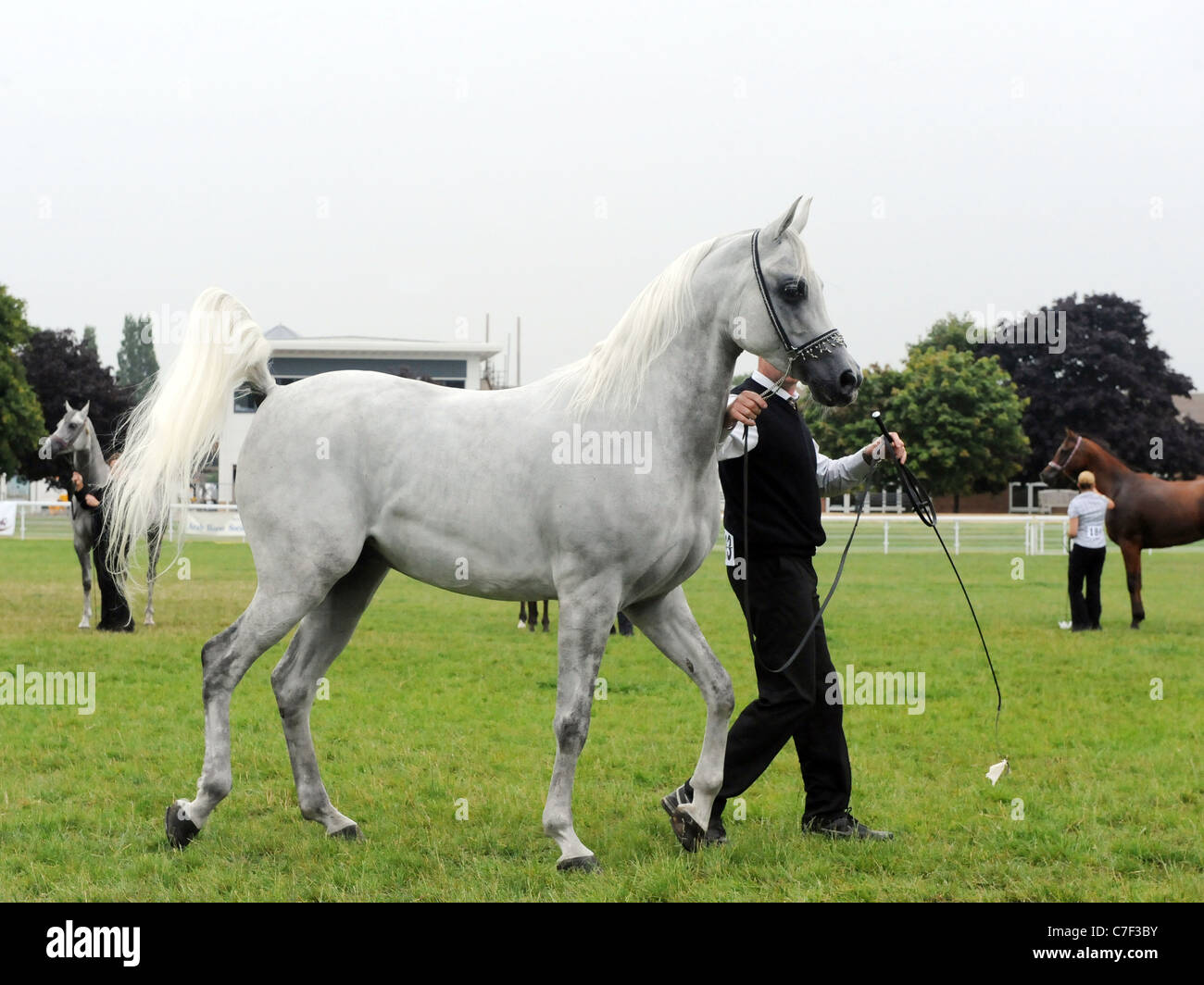 Un cheval arabe présentée à la Midland Arabian Championship show, Malvern Banque D'Images