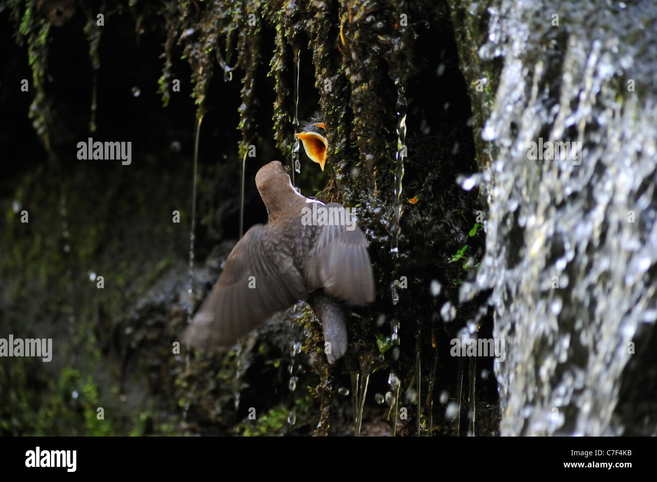 European White-throated Dipper (Cinclus cinclus) ramener de la nourriture aux oisillons au nid caché derrière une cascade, Luxembourg Banque D'Images