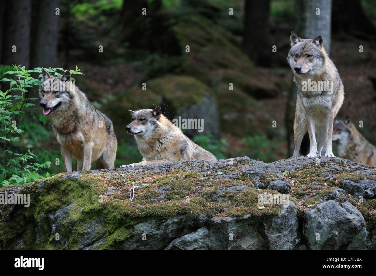 Pack de loup gris d'Europe (Canis lupus) numérisation woodland pour proie de rock, forêt de Bavière, Allemagne Banque D'Images