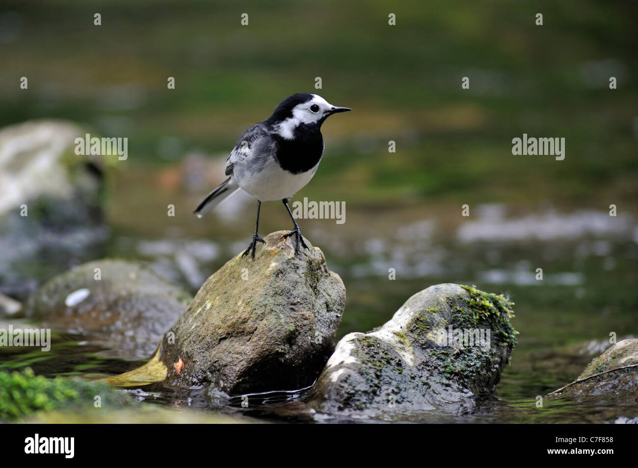 Bergeronnette printanière (Motacilla alba blanc) perché sur rock en stream Banque D'Images