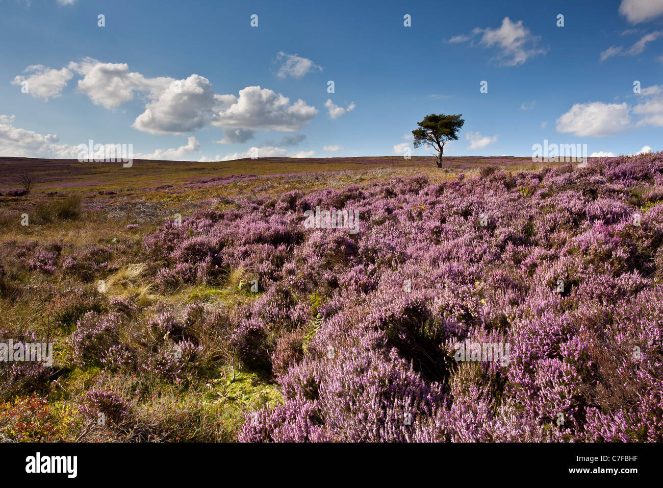 Lone Pine, Commondale Moor, North York Moors National Park Banque D'Images