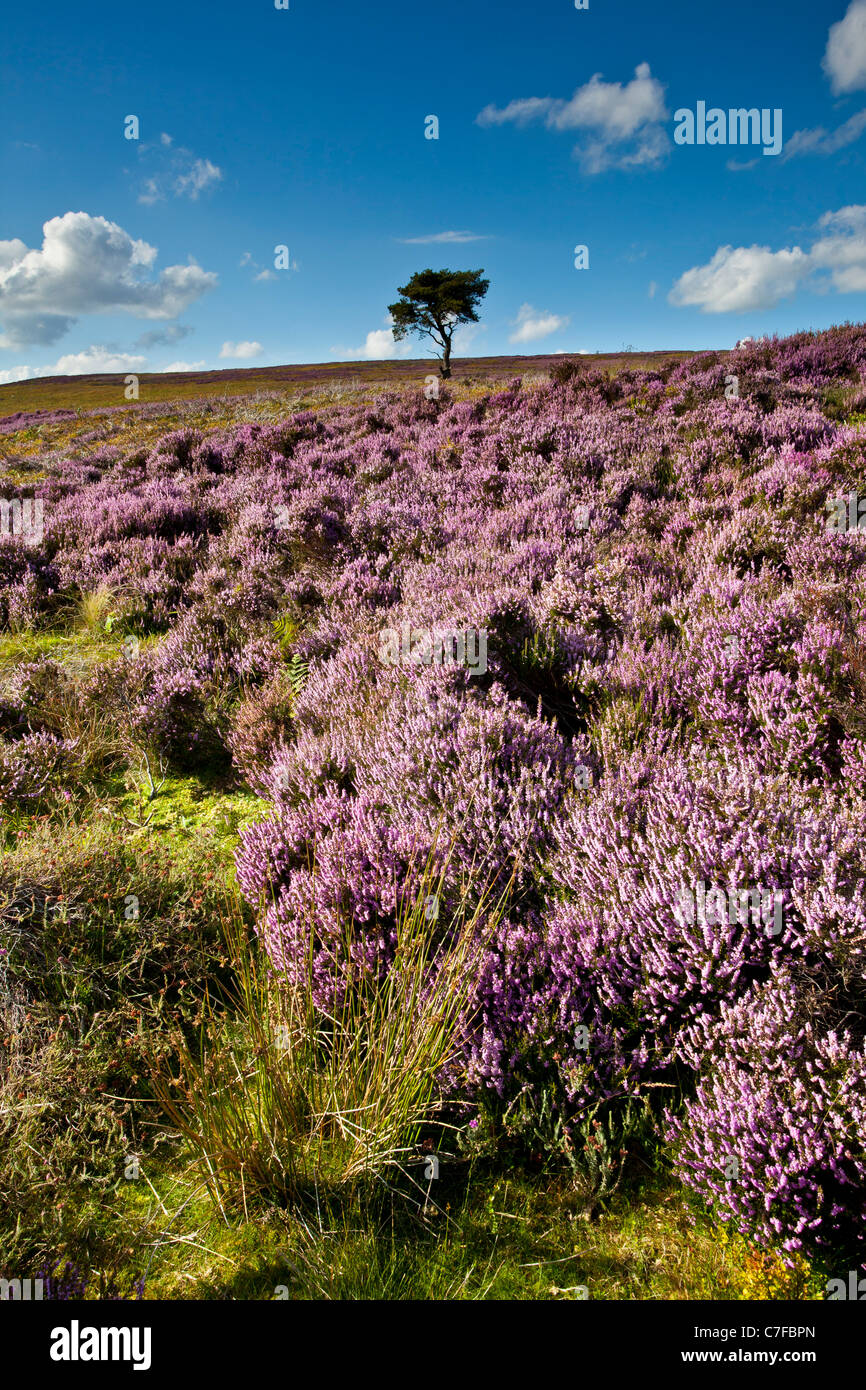 Lone Pine, Commondale Moor, North York Moors National Park Banque D'Images