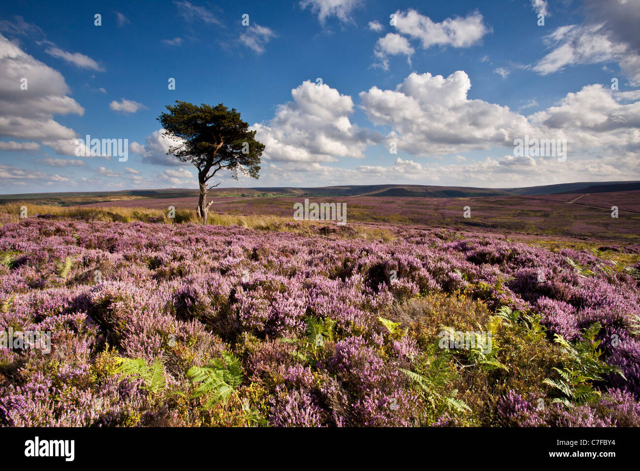 Lone Pine, Commondale Moor, North York Moors National Park Banque D'Images