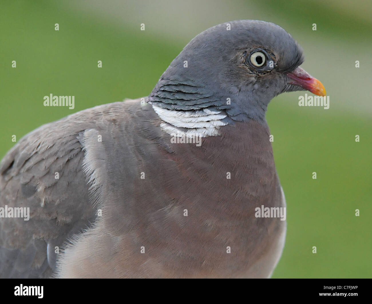 Une tête d'un pigeon biset pigeon biset ou Banque D'Images