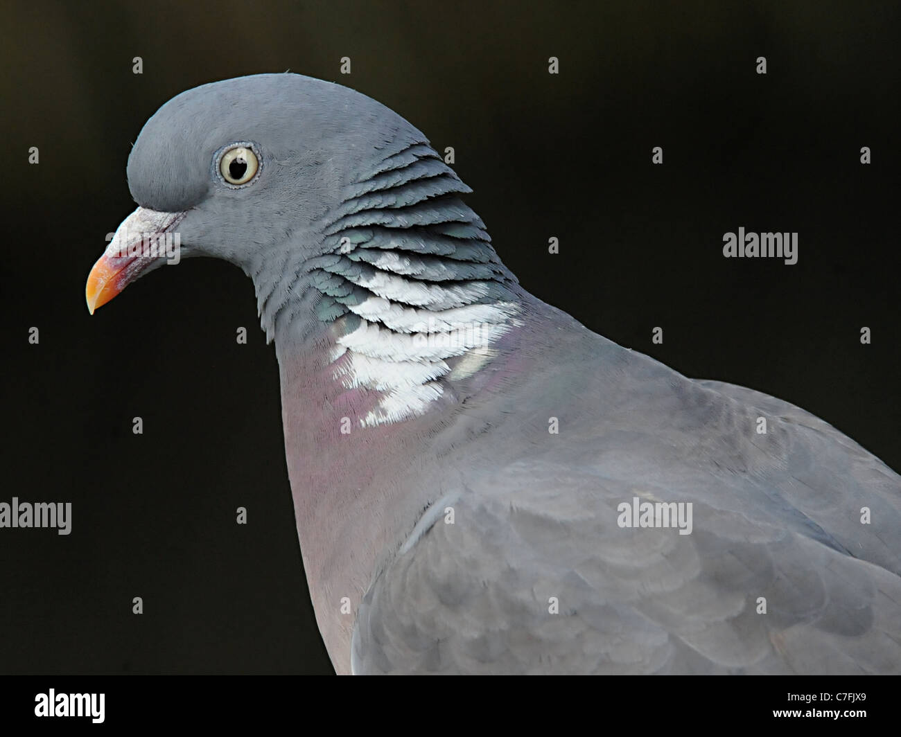 La tête d'un pigeon biset pigeon biset ou Banque D'Images