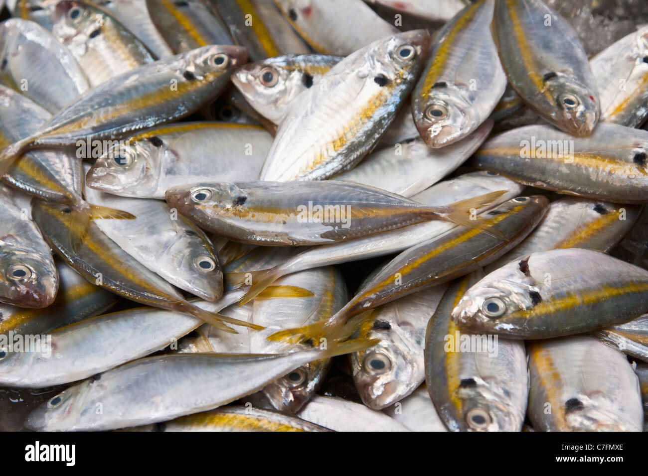 L'affichage des prises quotidiennes de wladin rayé jaune à un marché aux poissons, la Thaïlande Banque D'Images
