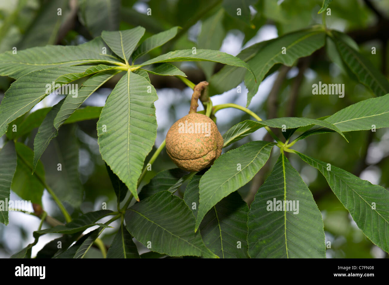 AESCULUS FLAVA Horse-chestnut chestnut Sweet North-Amerika Buckeye tree fruit caractéristique des feuilles des plantes mûres feuilles vert cheval brun Banque D'Images