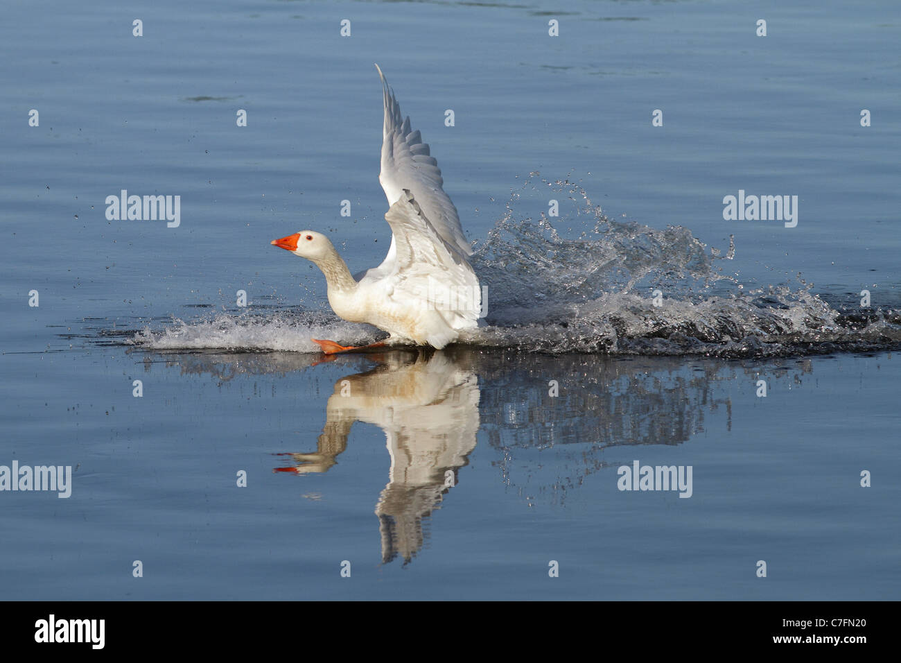 L'atterrissage sur l'eau d'oie Banque D'Images