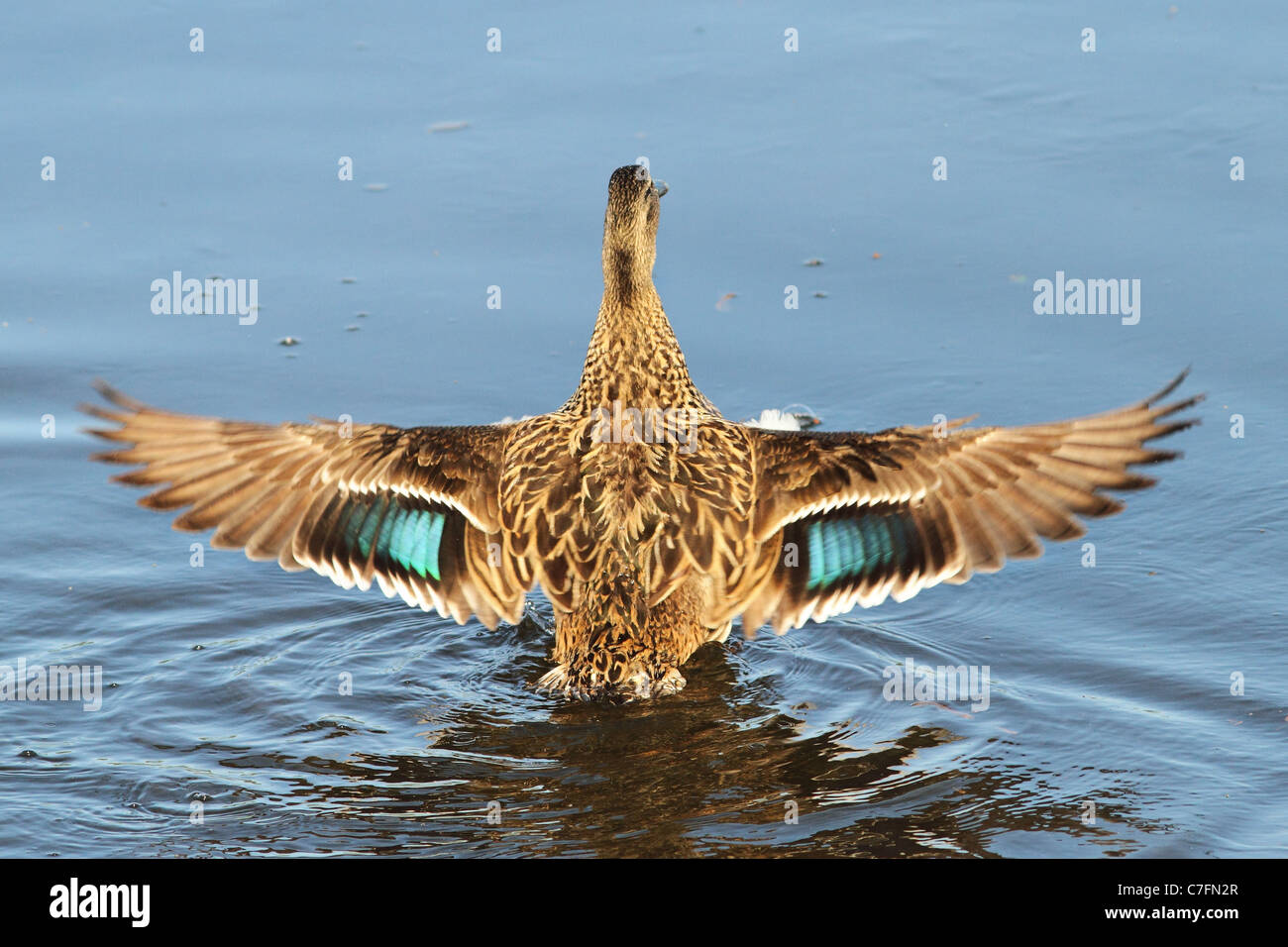 La diffusion de ses ailes colorées de canard dans l'eau Banque D'Images