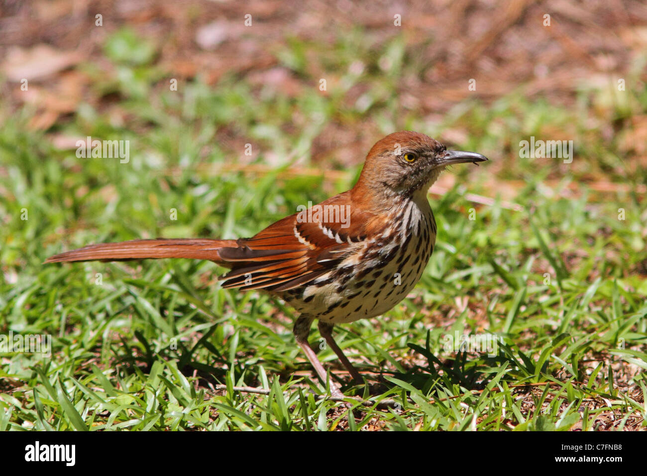 Brown Thrasher debout dans l'herbe Banque D'Images