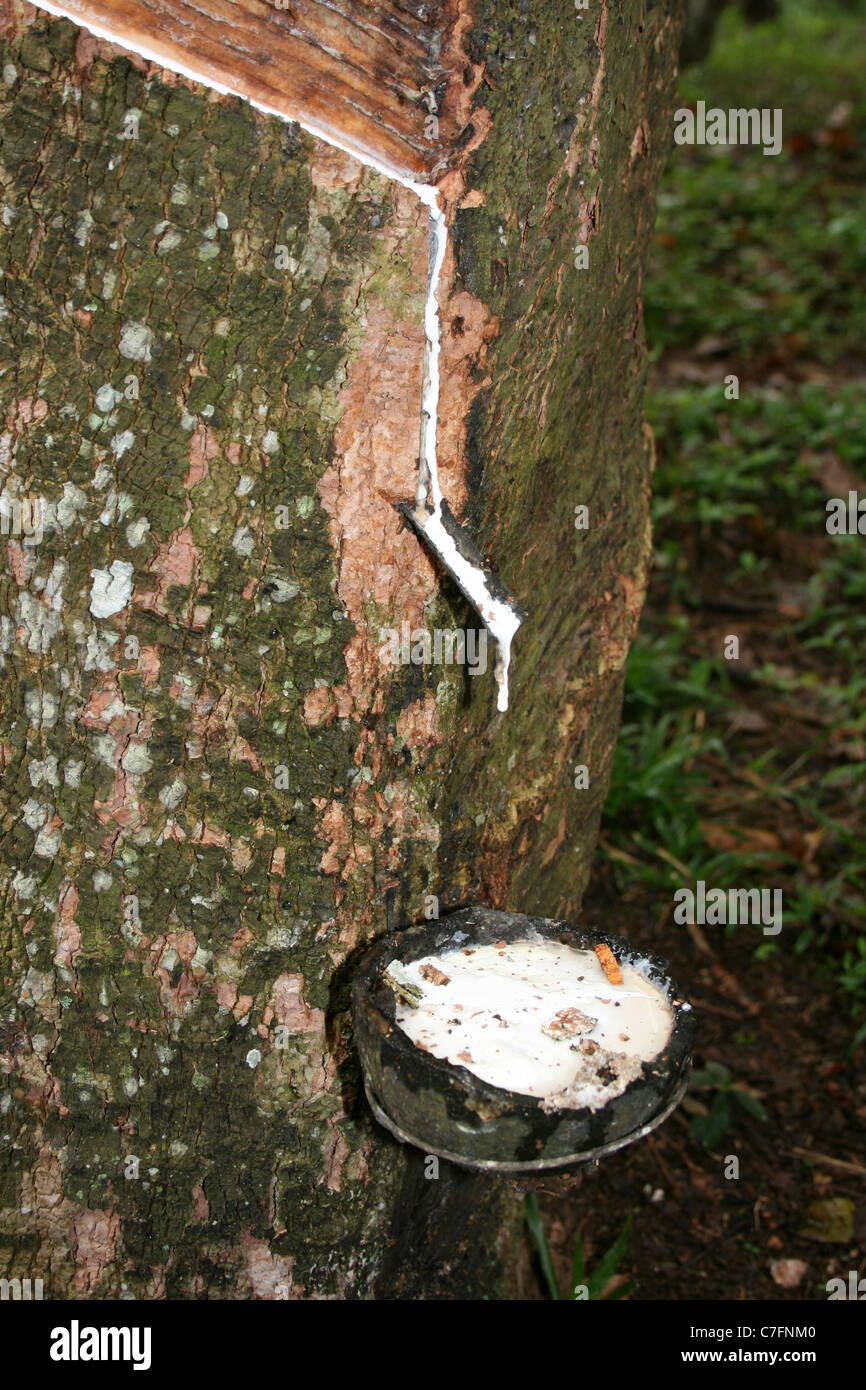Les flux à partir de latex de caoutchouc d'un arbre dans un pot fait la collecte de coquilles de noix de coco Banque D'Images