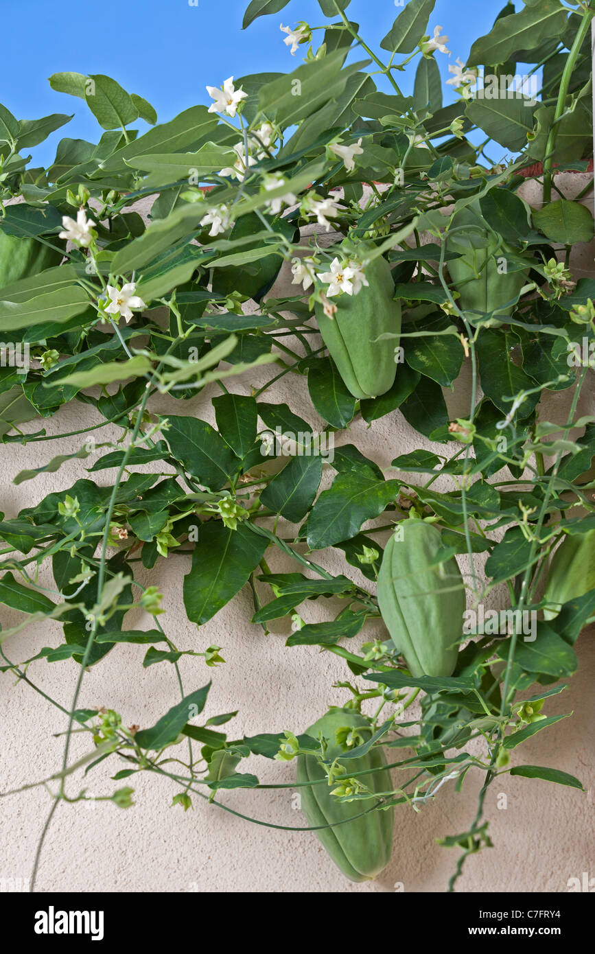 Les fruits et les fleurs d'un Bladderflower Araujia sericifera (blanc ...
