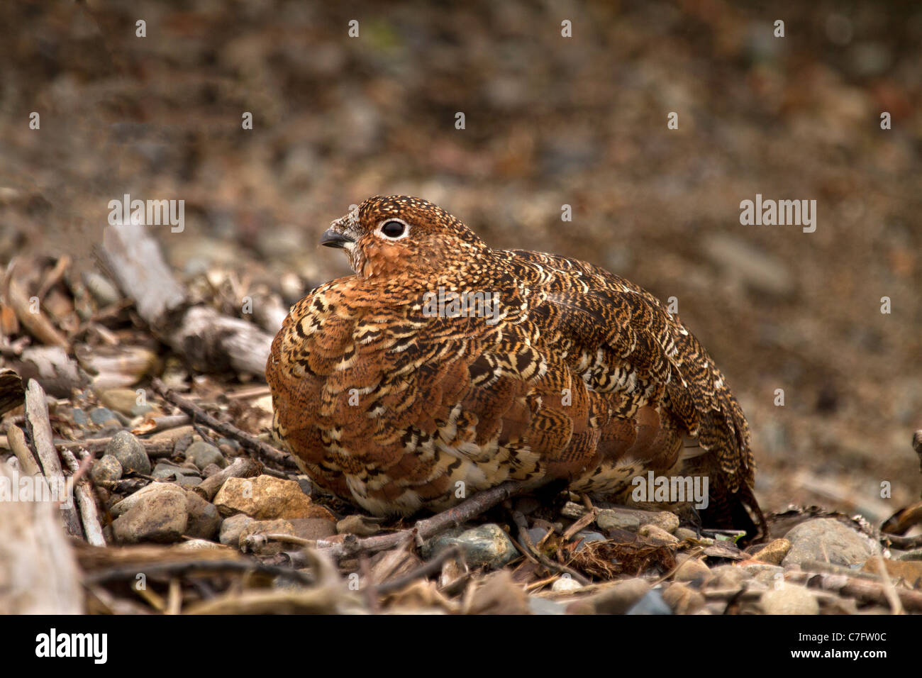 Lagopède des saules Lagopus lagopus, camouflée sous un buisson Banque D'Images