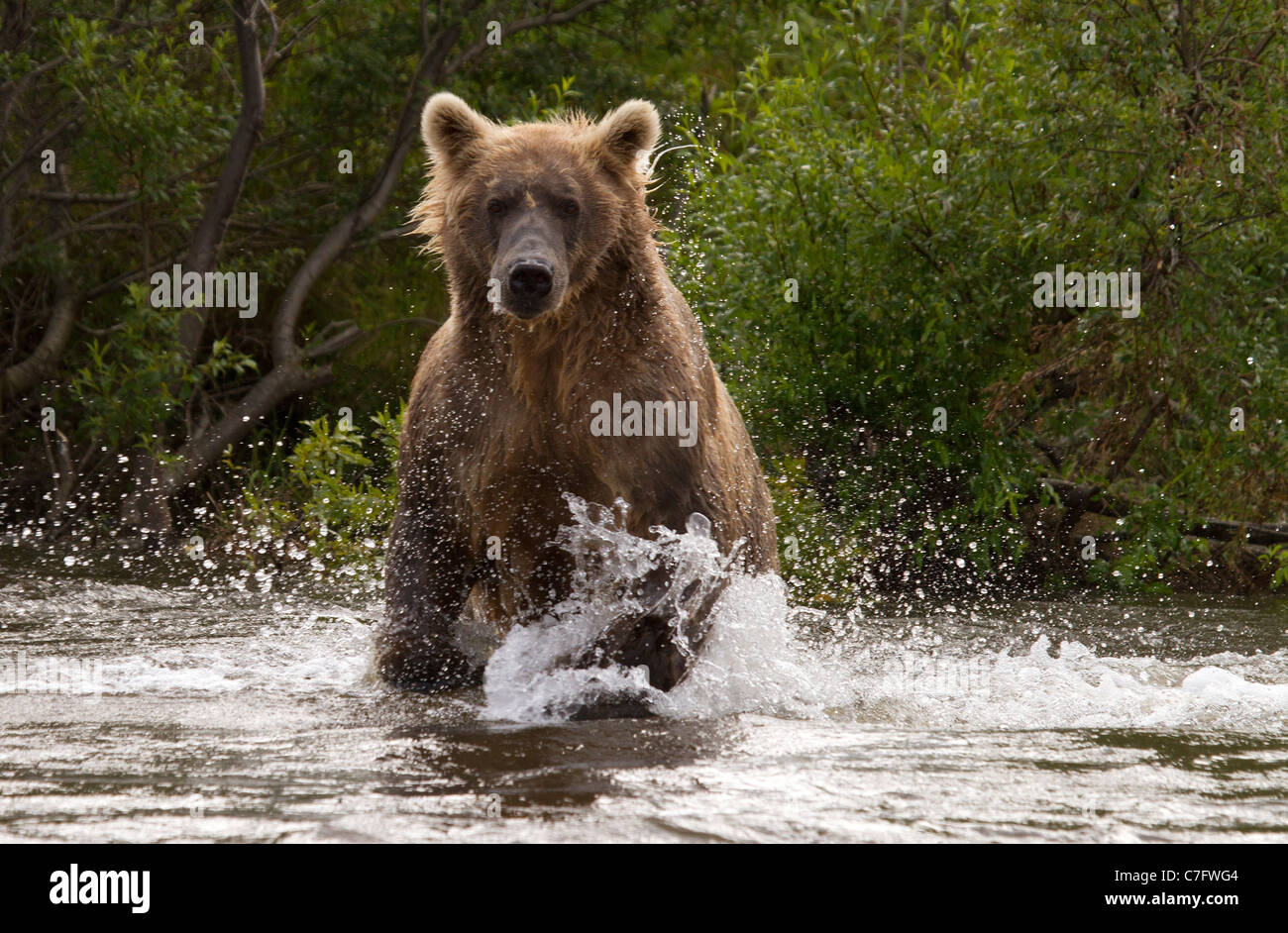 Ours brun, Ursus arctos chassant le poisson Banque D'Images