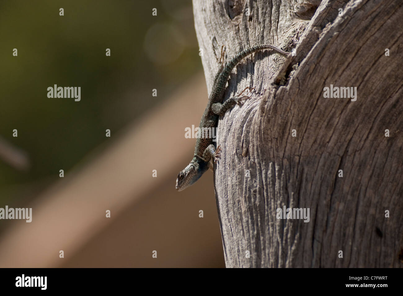 Un lézard épineux d'achillée (Sceloporus jarrovii) dans la région de Ramsey Canyon Preserve, Arizona, USA. Banque D'Images