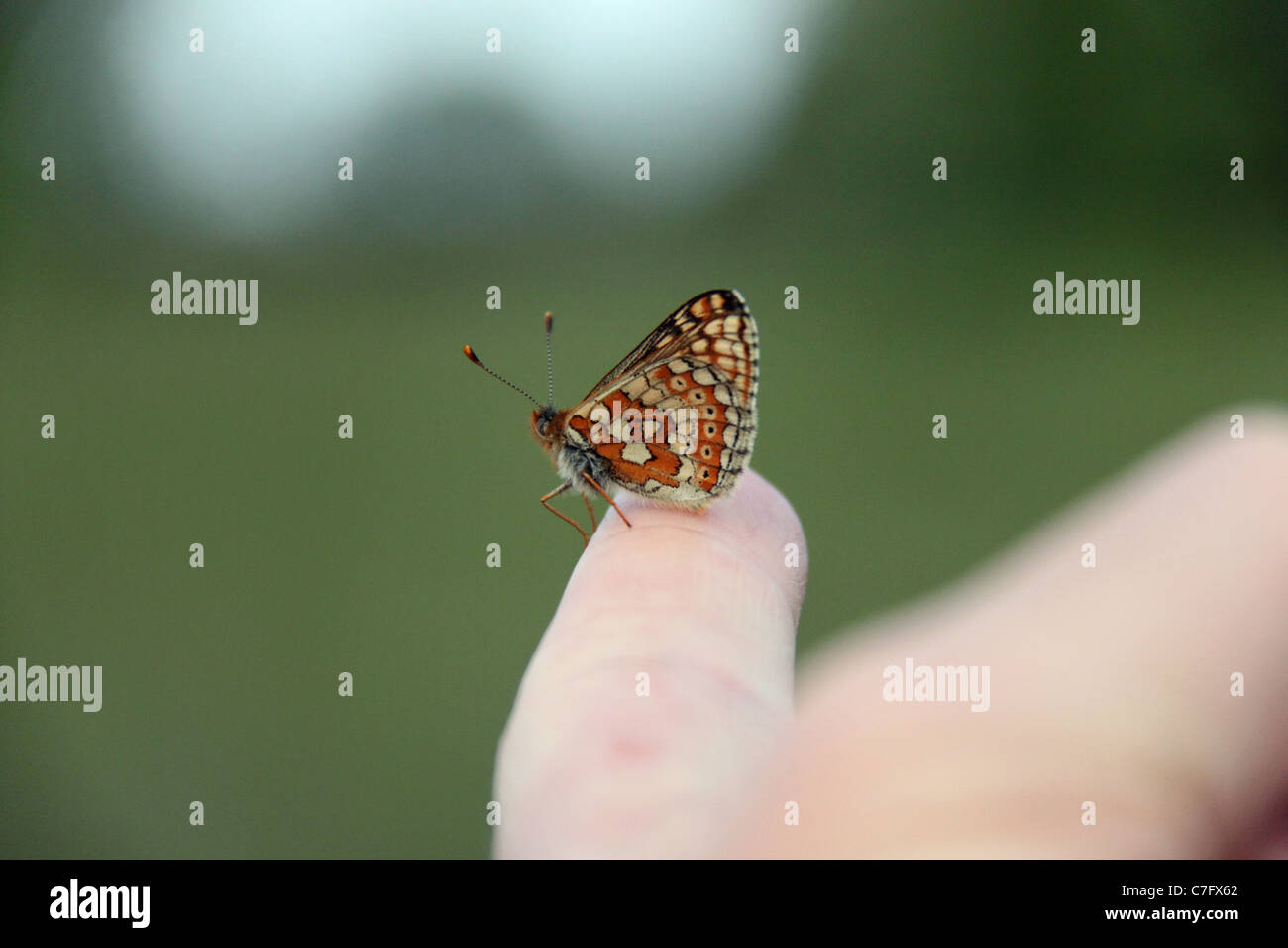 Marsh fritillary papillon sur mon doigt Banque D'Images