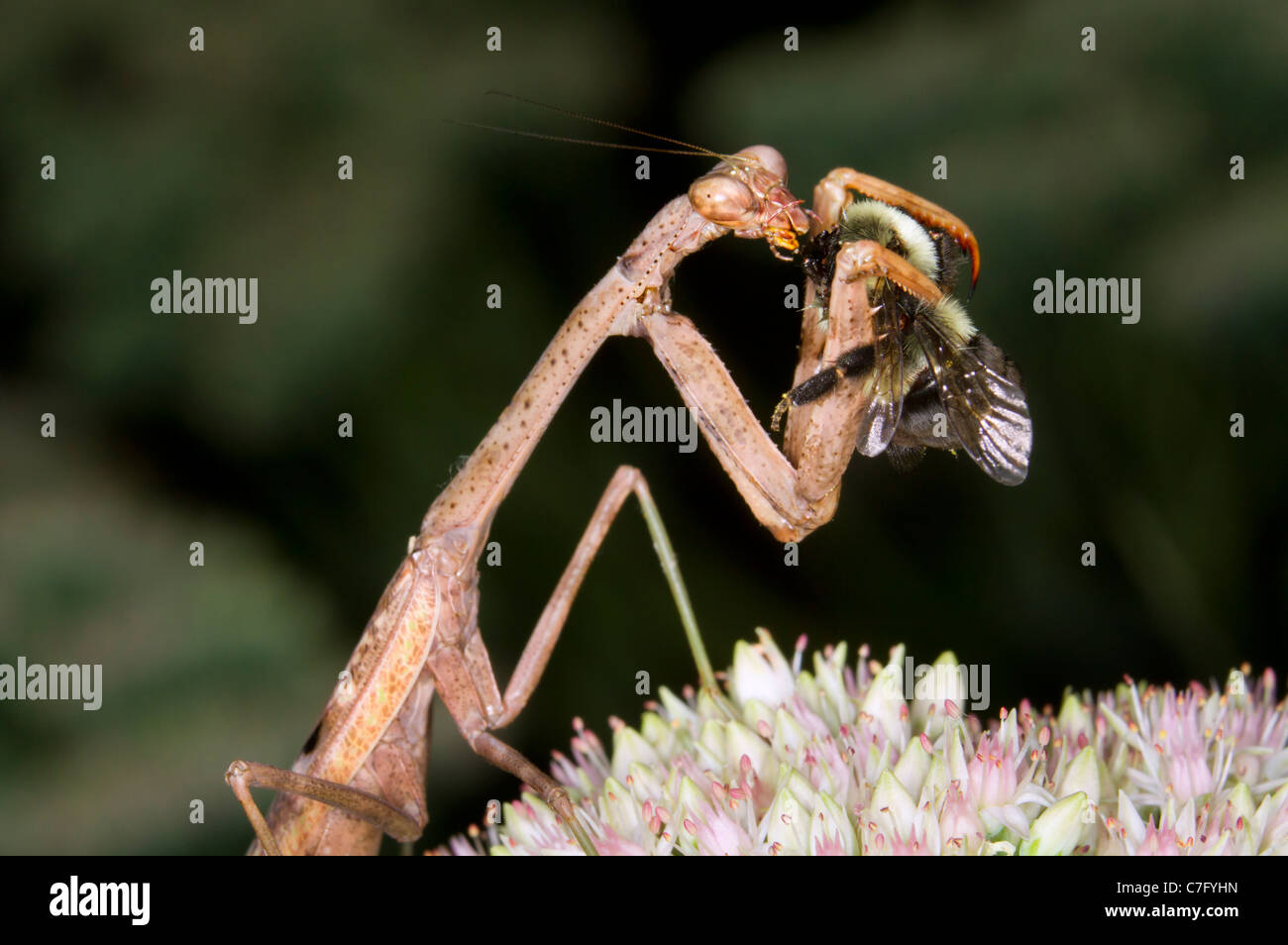 Mante de Caroline (Stagmomantis carolina) mangeant un bourdon. Banque D'Images