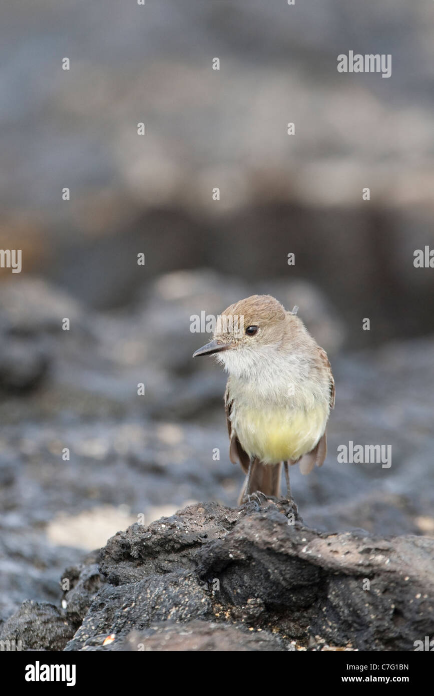 Moucherolle à gros bec (Myiarchus magnirostris) Banque D'Images