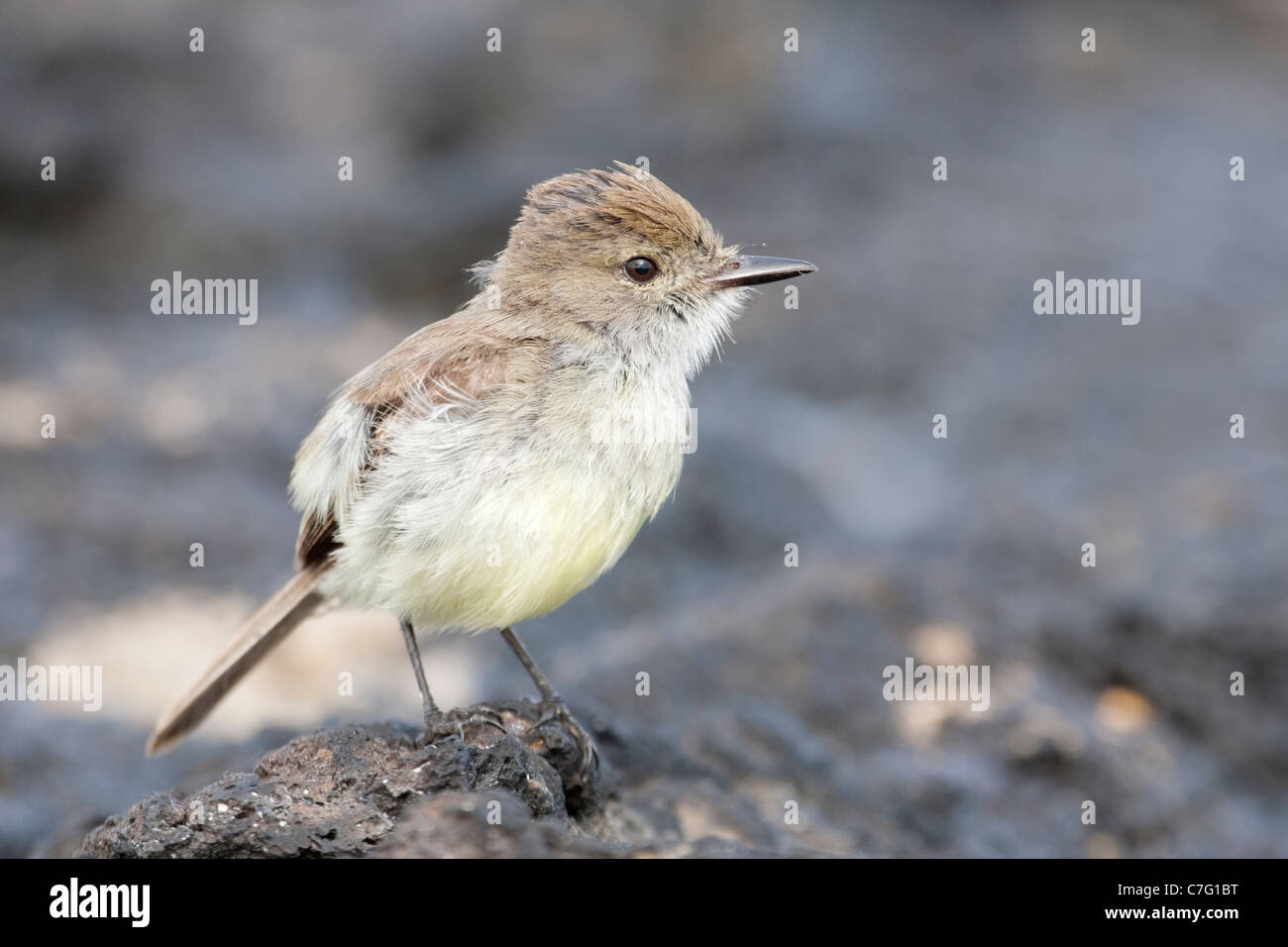 Moucherolle à gros bec (Myiarchus magnirostris) Banque D'Images