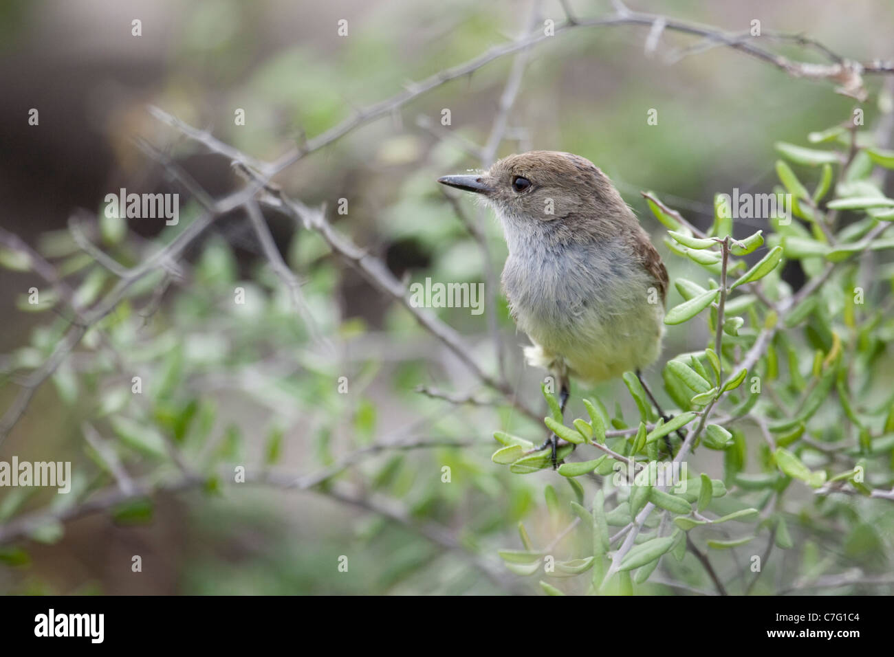 Moucherolle à gros bec (Myiarchus magnirostris) Banque D'Images