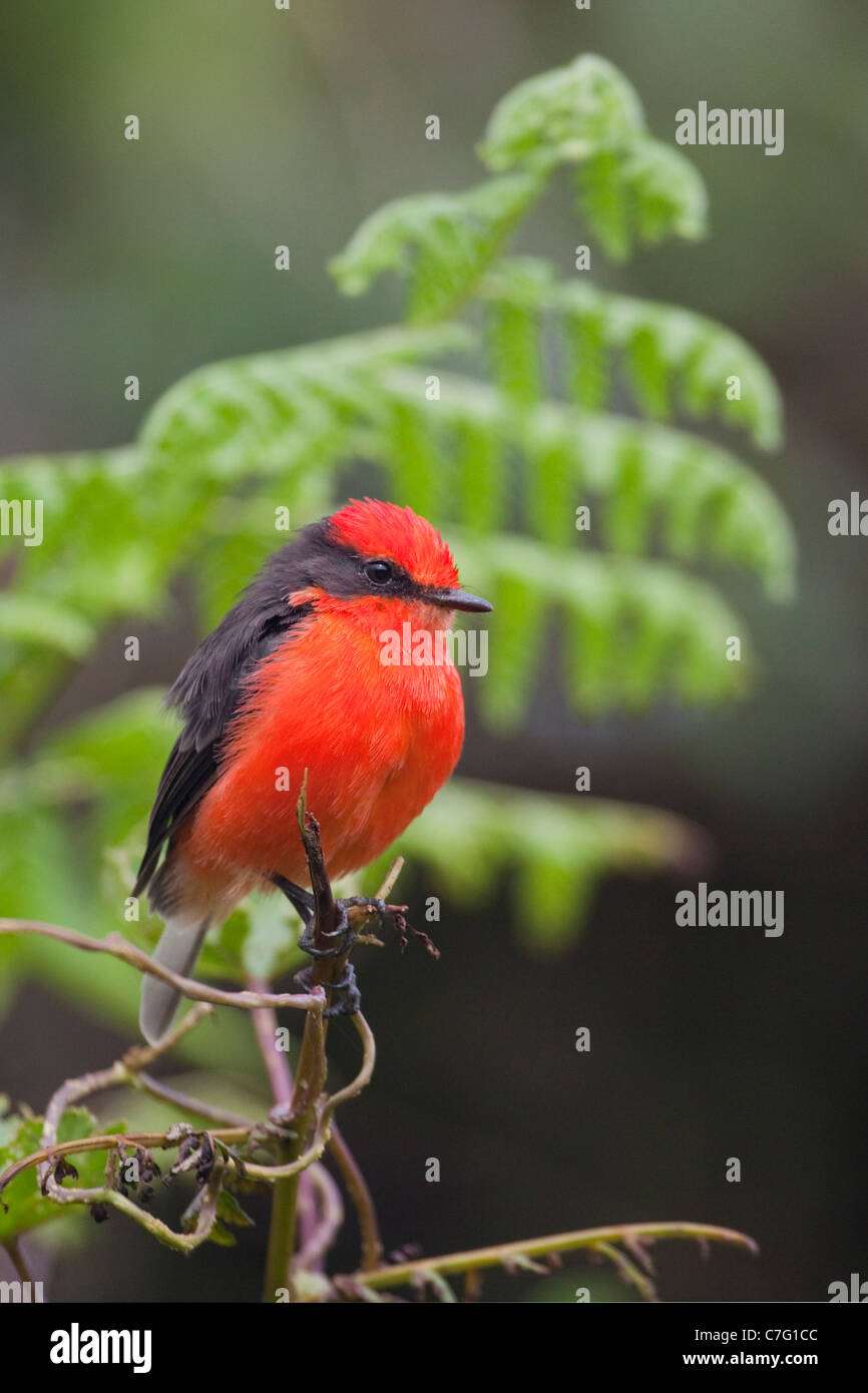 Vermilion Flycatcher oiseau mâle perché sur la fougères du volcan Sierra Negra dans les îles Galapagos (Pyrocephalus rubinus) Banque D'Images