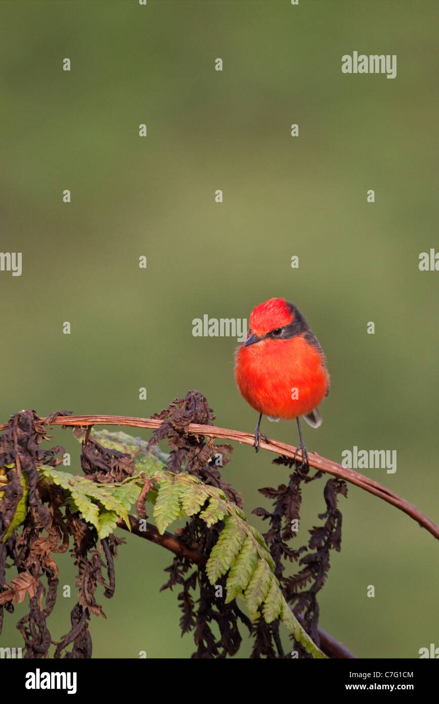 Vermilion Flycatcher oiseau mâle perché sur la fougères, volcan Sierra Negra, île Isabela dans les îles Galapagos (Pyrocephalus rubinus) Banque D'Images