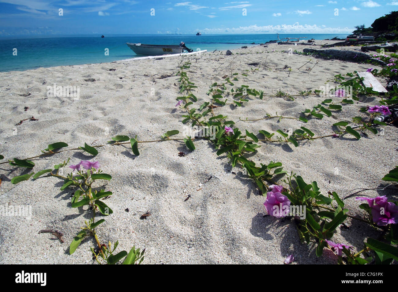 Beach morning glory (Ipomoea pes-caprae) floraison à Poruma Island (aka Coconut Island), détroit de Torres, Queensland, Australie Banque D'Images