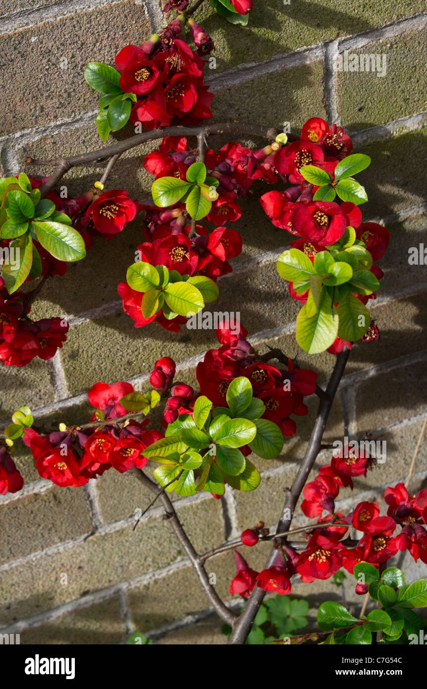 Chaenomeles speciosa plante cognassier Banque D'Images