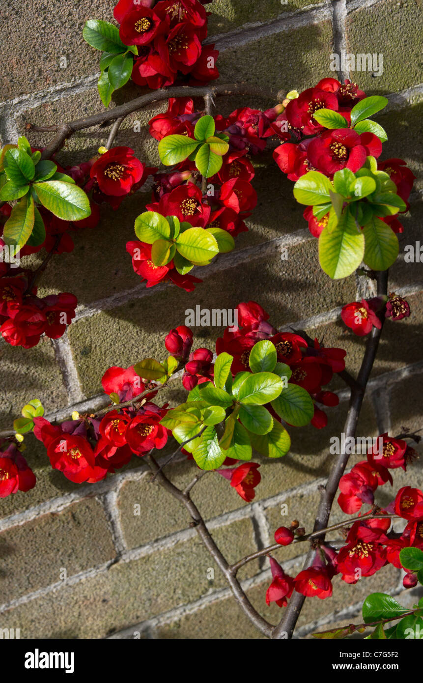 Chaenomeles speciosa plante cognassier Banque D'Images