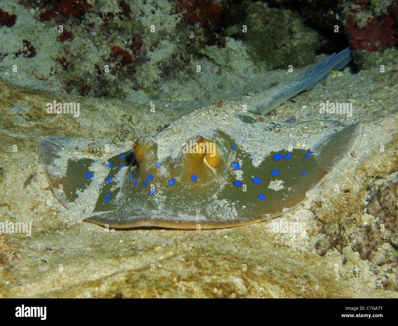 Bluespotted Stingray - Taeniura lymma Banque D'Images