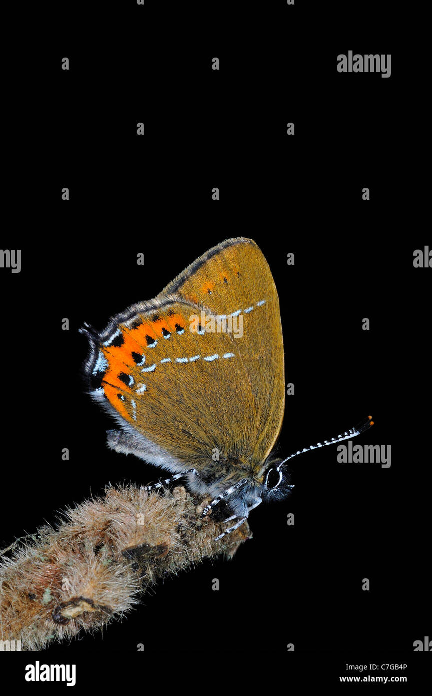 Papillon Porte-queue noire (Satyrium pruni) adulte au repos sur des rameaux, UK Banque D'Images