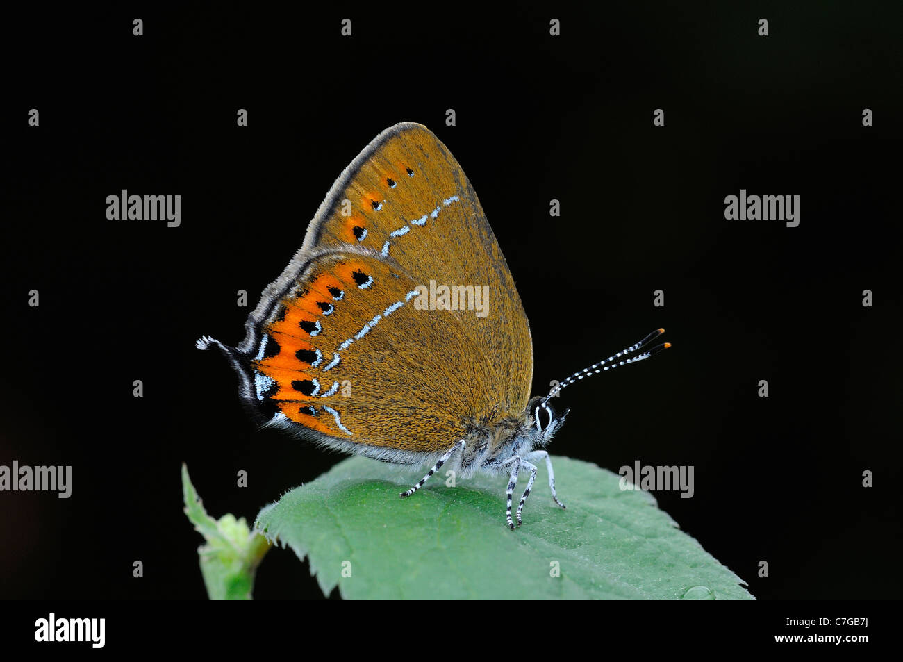 Papillon Porte-queue noire (Satyrium pruni) adulte au repos sur prunellier leaf, UK Banque D'Images