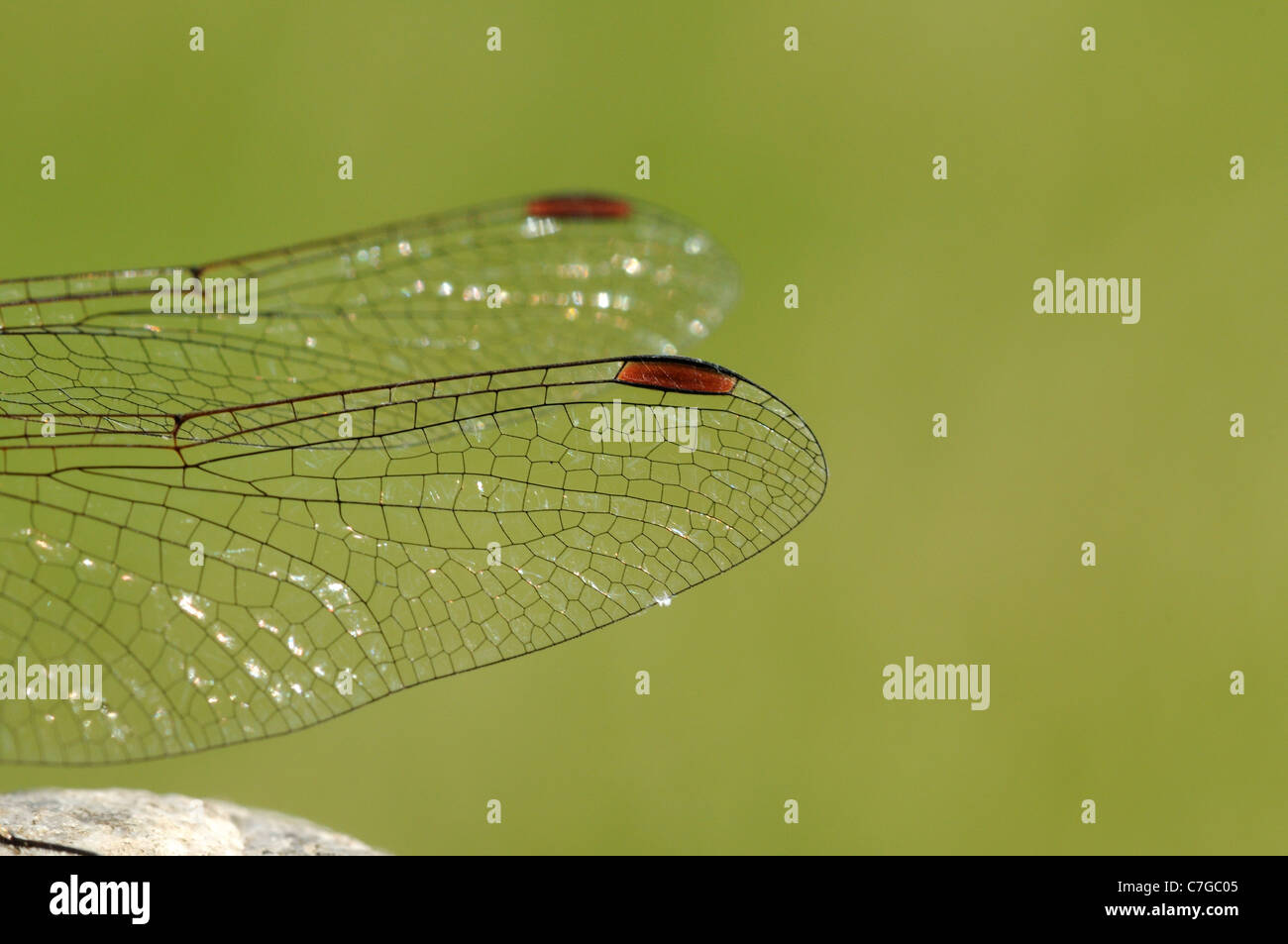 Dard commun Dragonfly (Sympetrum striolatum) gros plan de voilure mâle détail, Oxfordshire, UK Banque D'Images