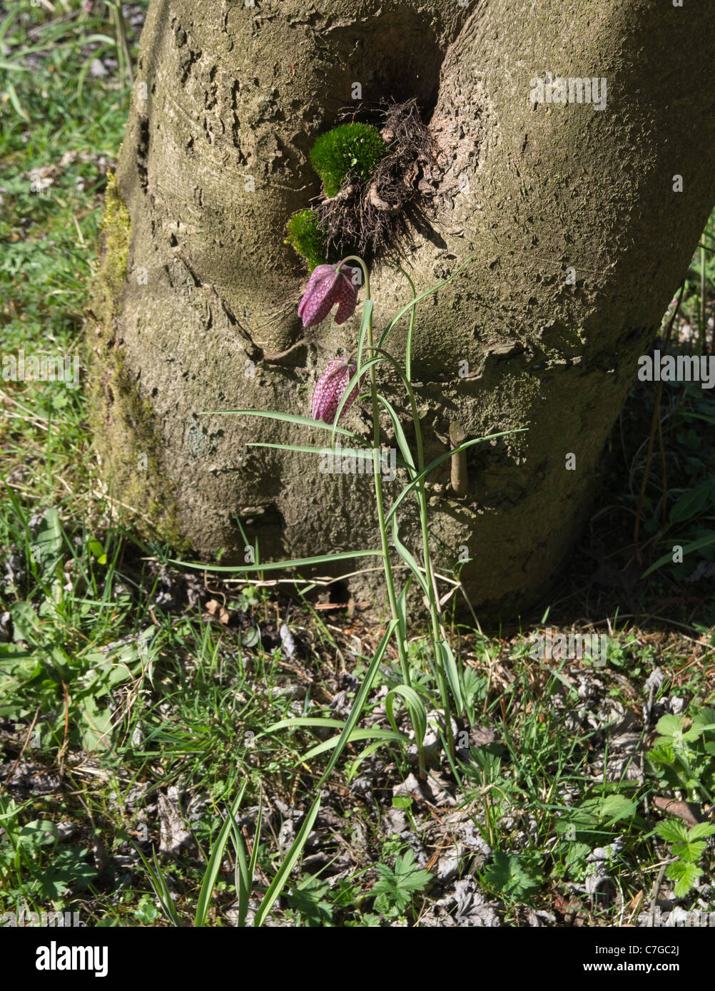 Tête de serpents Fritillary Fritillaria Meleagris Banque D'Images
