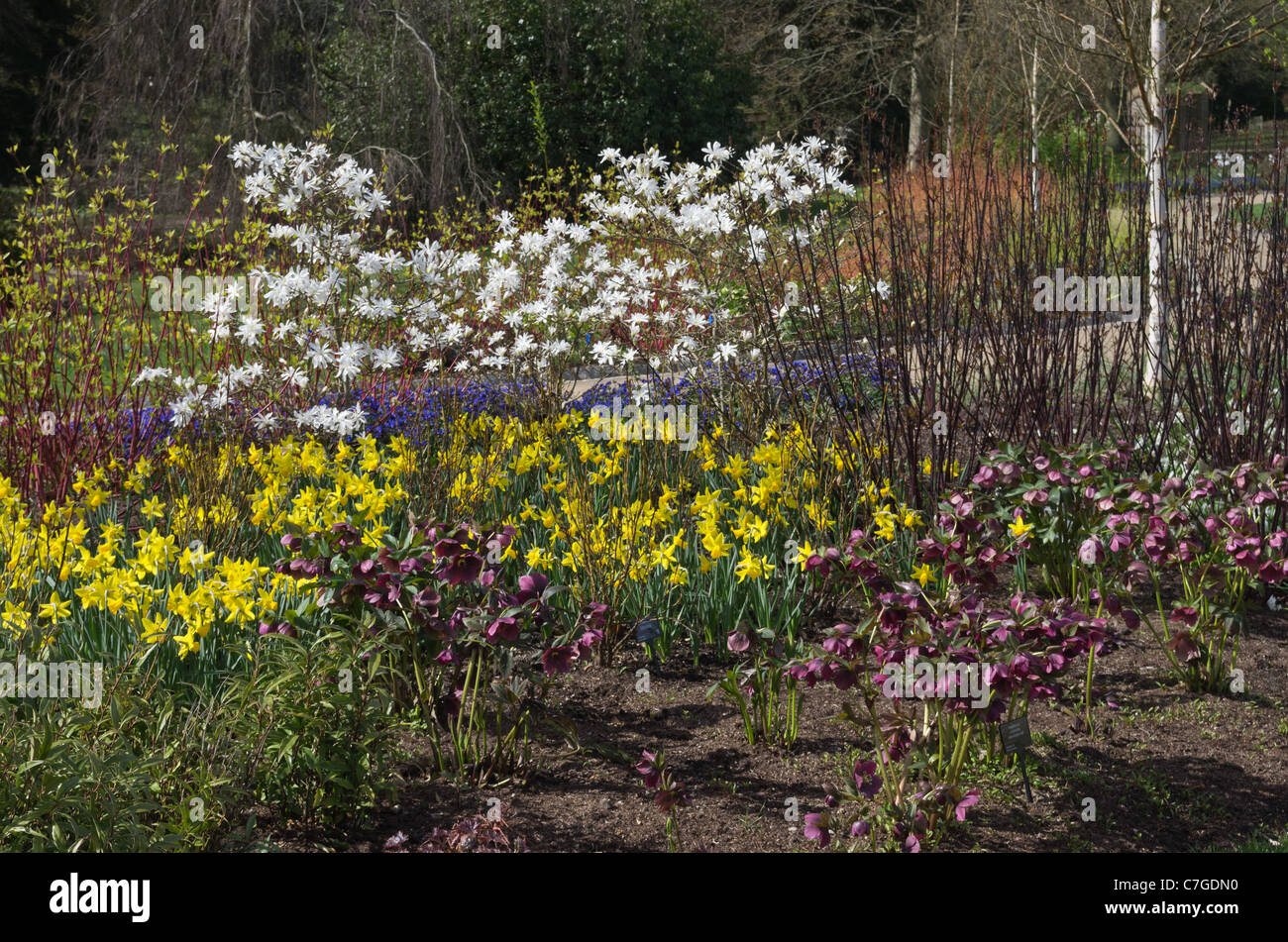Frontière printemps jardins de Harlow Carr Banque D'Images