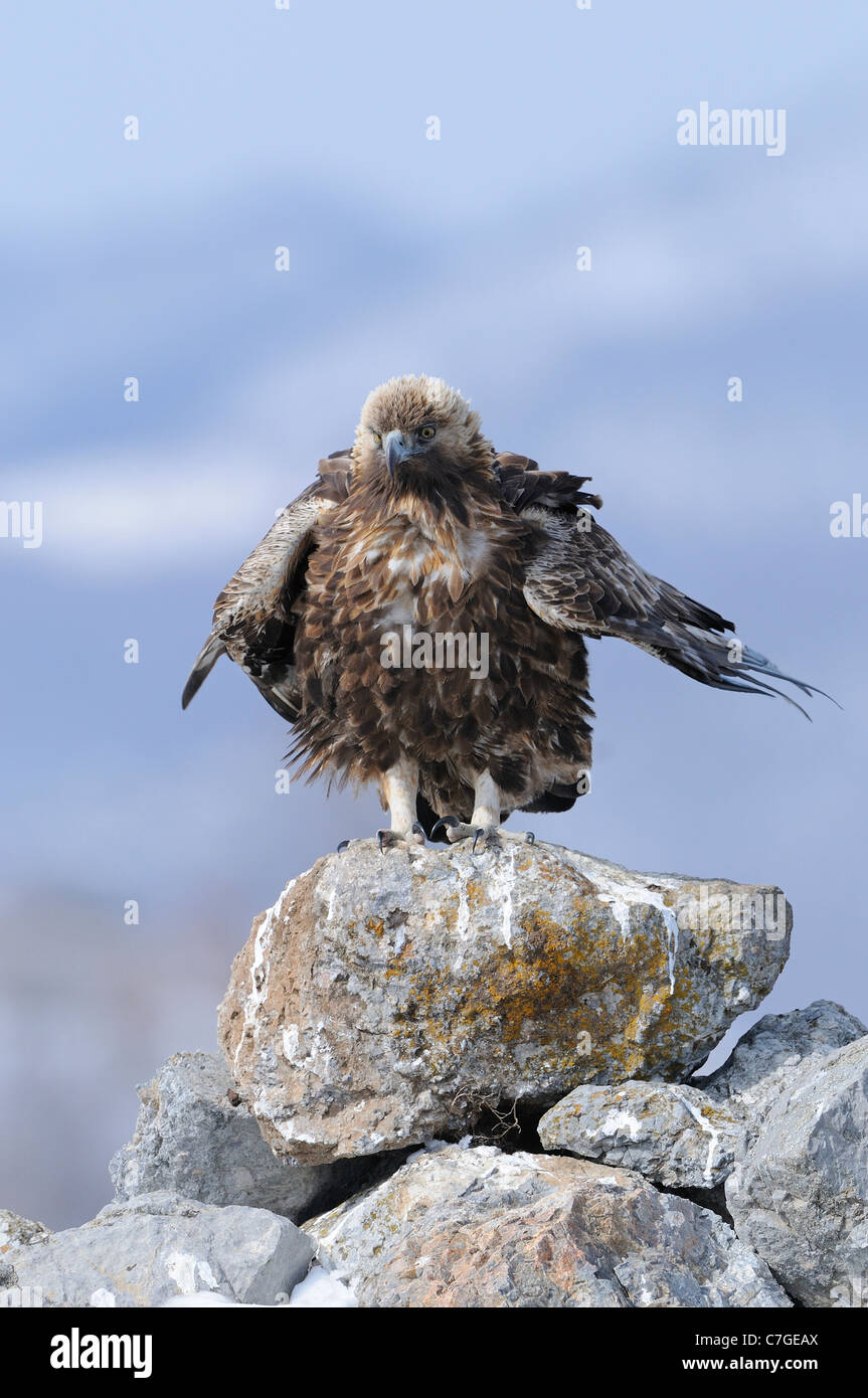 L'Aigle royal (Aquila chrysaetos) en hiver, perché sur le roc, ébouriffant les plumes, Carpates, Bulgarie Banque D'Images