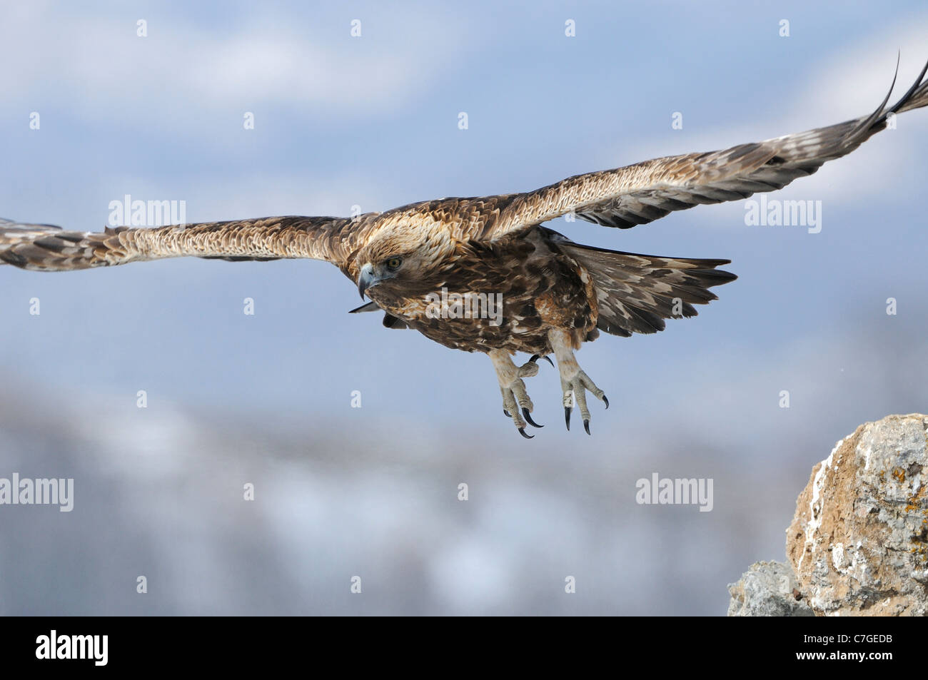 L'Aigle royal (Aquila chrysaetos) en vol, Carpates, Bulgarie Banque D'Images