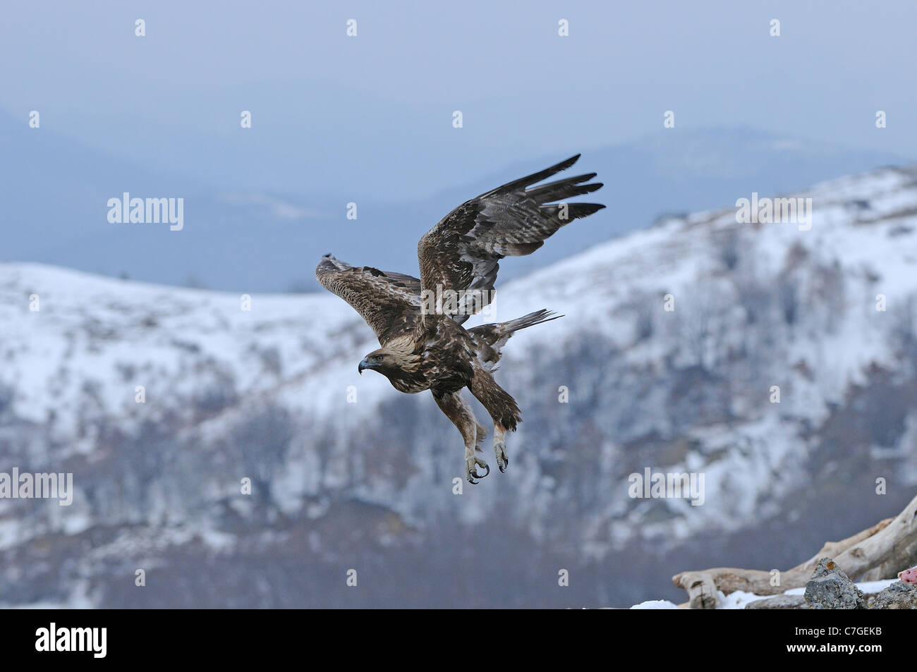 L'Aigle royal (Aquila chrysaetos) en vol, en hiver, les Carpates, Bulgarie Banque D'Images